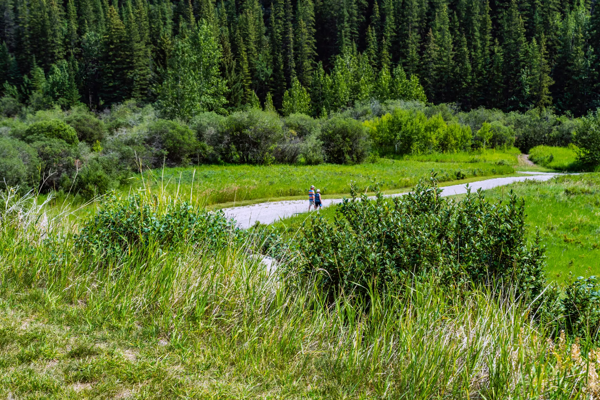 Pathway through a natural area in Cochrane Alberta